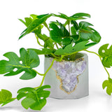 Madagascar AMETHYST GEODE PLANTER
