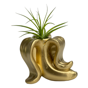 Banana Air Plant Holder