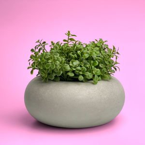 Perfect Succulent Planter