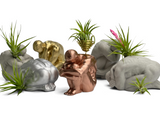 MALE BODY AIR PLANT HOLDER