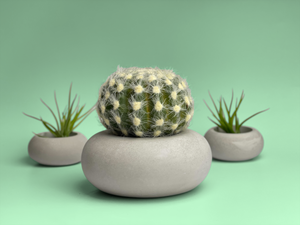 Perfect Succulent Planter