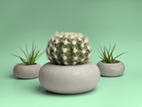 Perfect Succulent Planter
