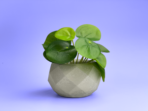 Geometric Air Plant Holder