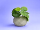 Geometric Air Plant Holder