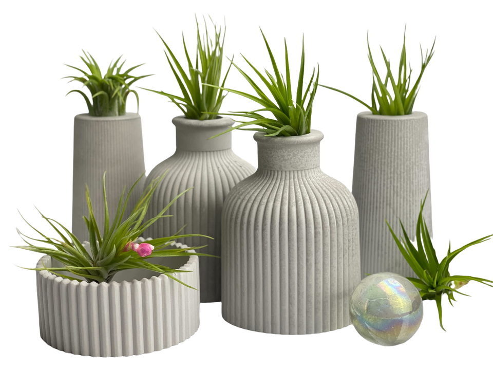 FAT MINI VASE | AIR PLANT HOLDER