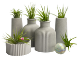 FAT MINI VASE | AIR PLANT HOLDER