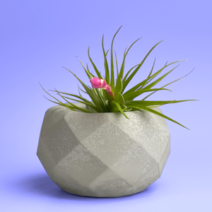 Geometric Air Plant Holder