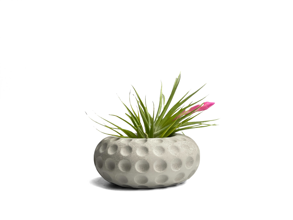 Concave Dots Air Plant Holder | Succulent Planter