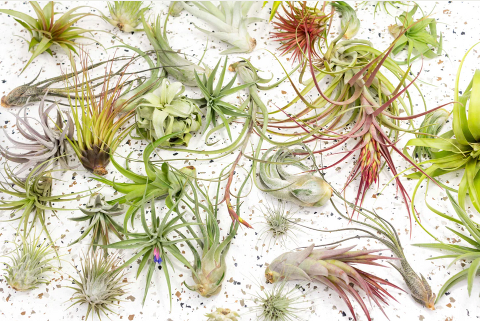 Air Plant