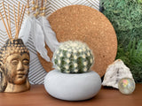 Perfect Succulent Planter