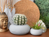 Perfect Succulent Planter